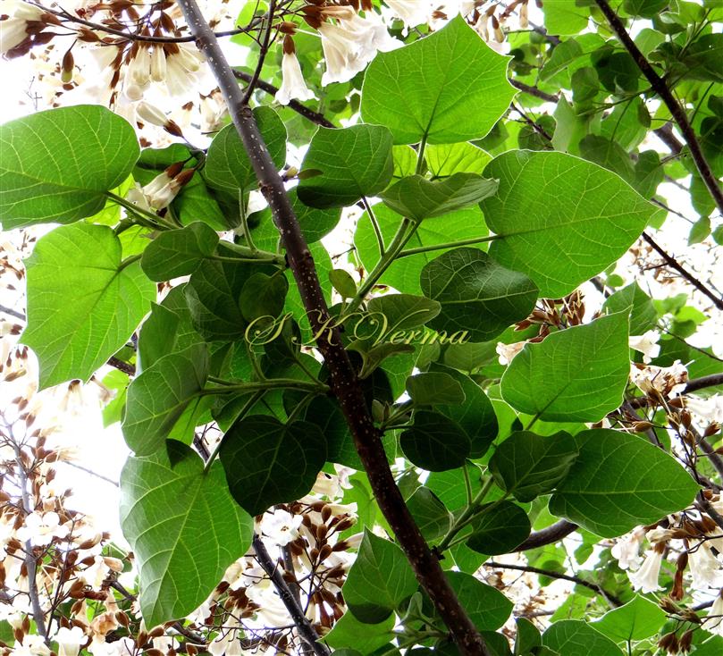  Leafy shoot